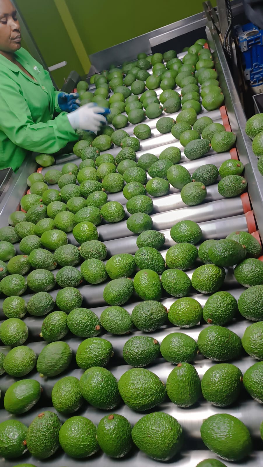 Machine Sorting and Grading