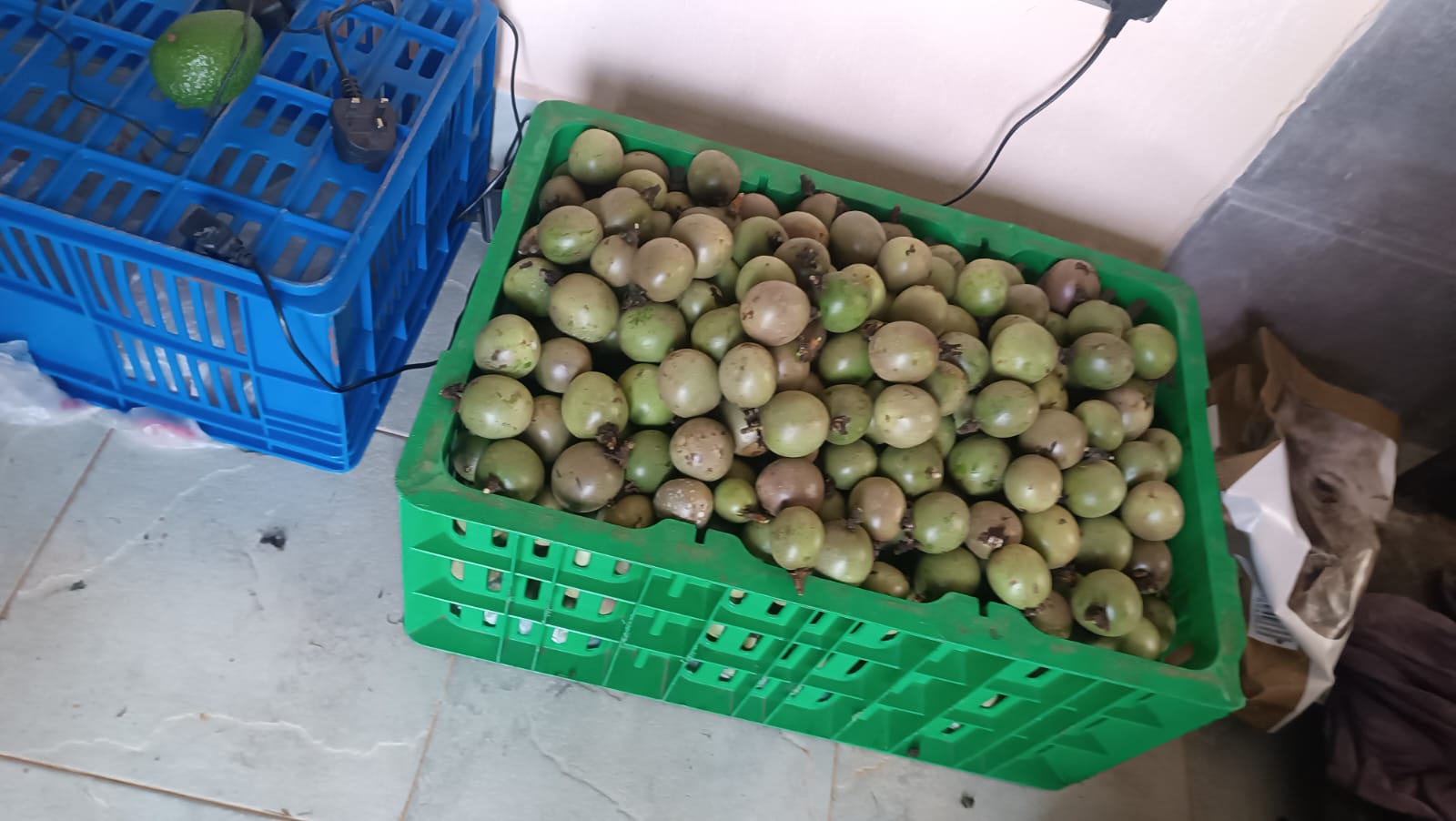 Purple Passion Fruits