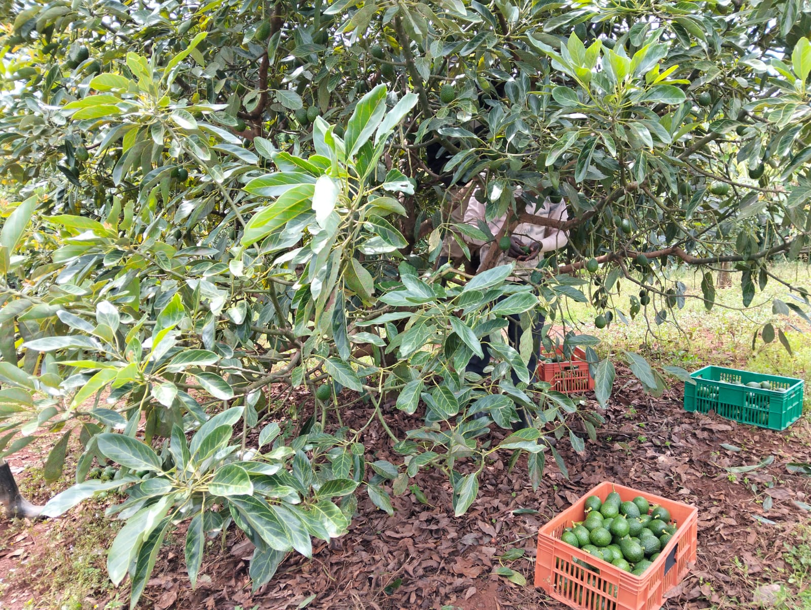 Avocado harvesting