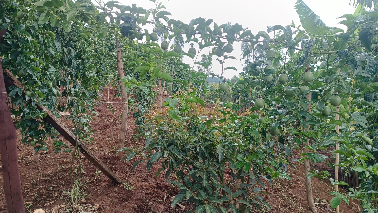 Passion fruits orchard