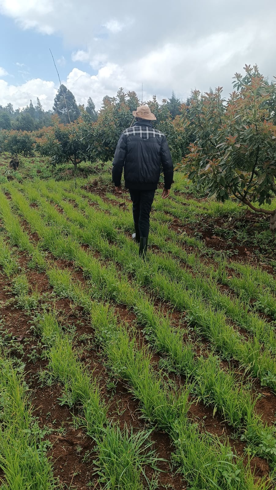 Kenyan Fresh Produce | Ecobloom Harvest